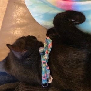 Meet your Posher, Yamilex